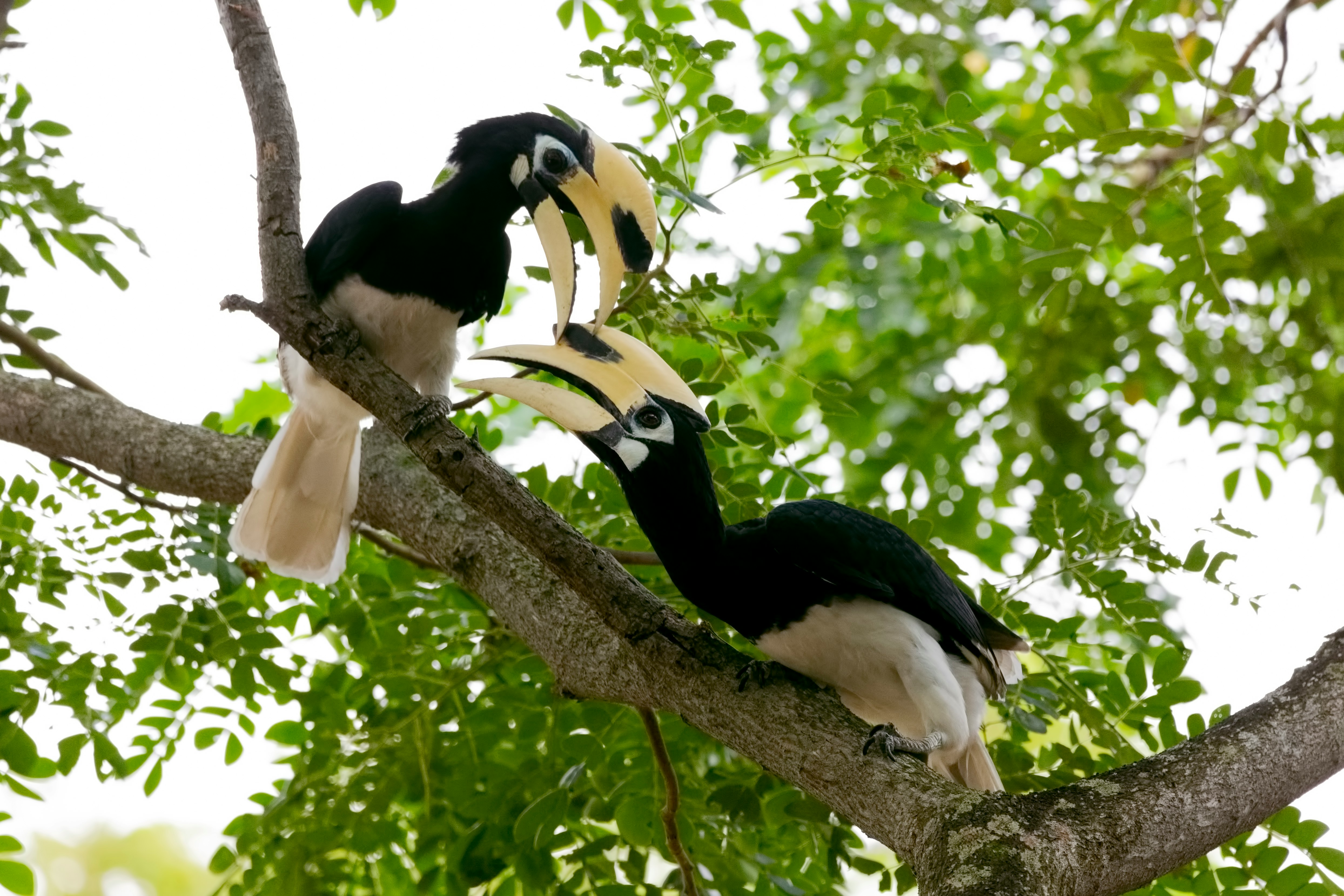 two birds on tree branch